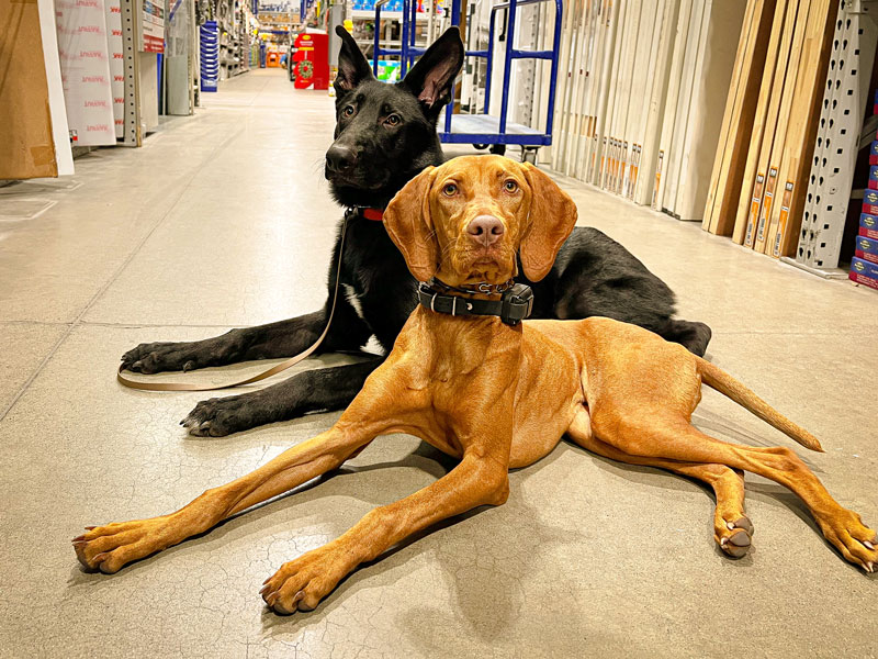 Behavior modification dog training