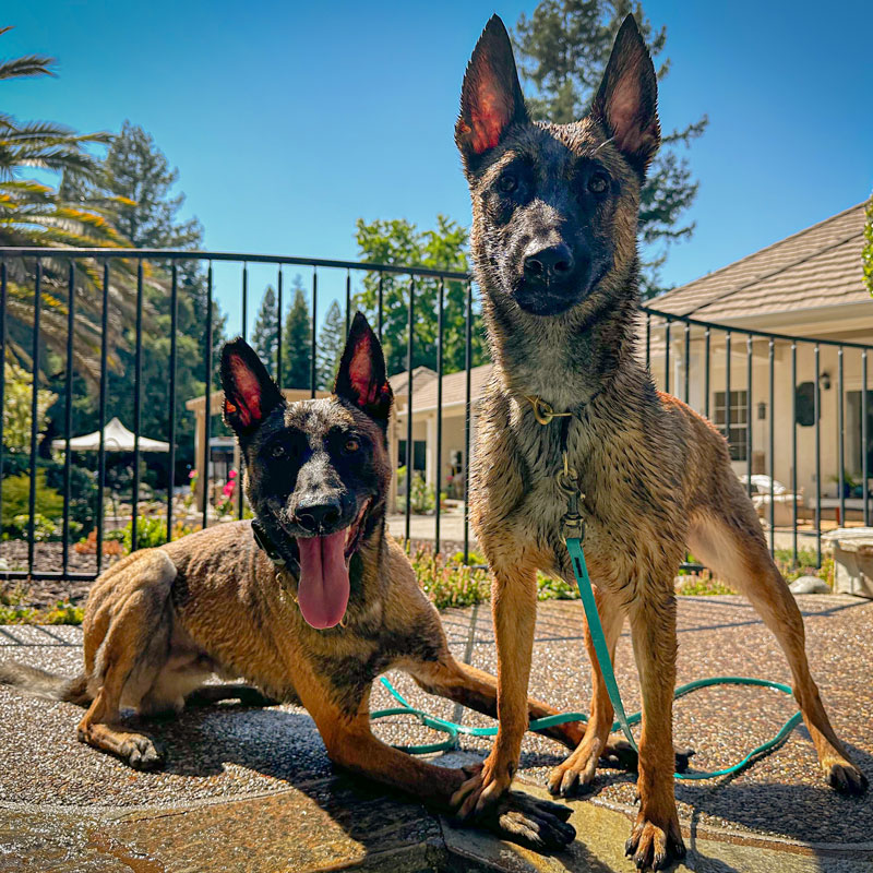 Two well-trained Belgian Malinois dogs