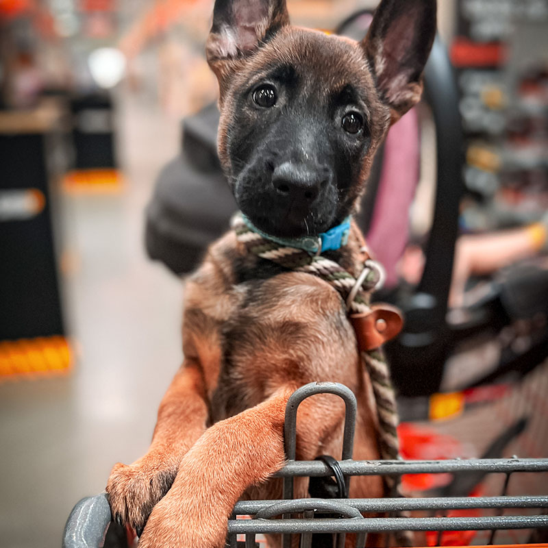 Malinois puppy in training
