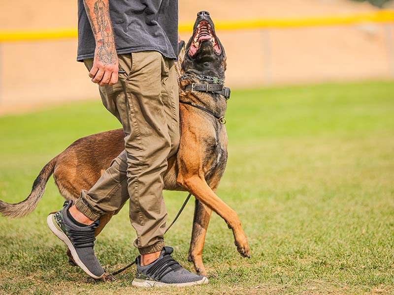 Private dog training lesson