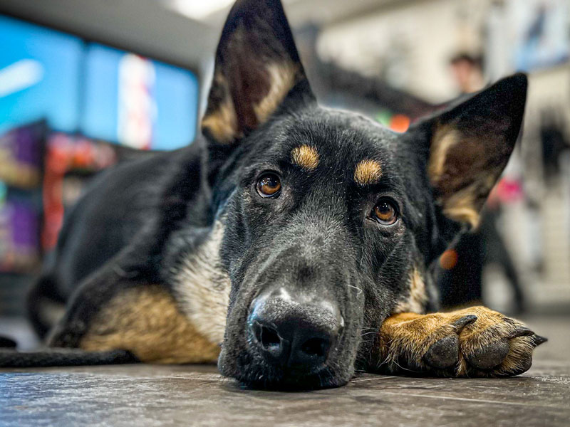 Board and train dog program